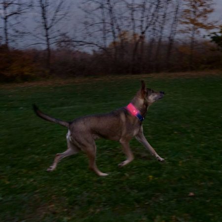 Nite Ize NiteDog Rechargeable LED Collar Cover