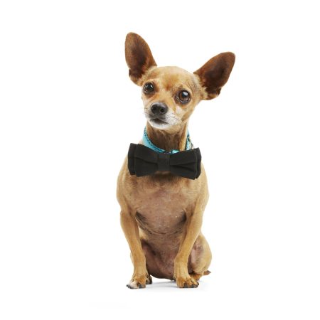 Petco Buffalo Check Plaid Dog/Pet Bowtie/Collar , 2-pk