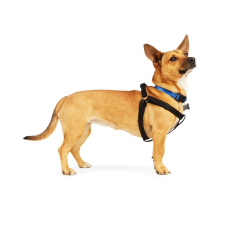 Petco Dog Harness, Black, Assorted Sizes