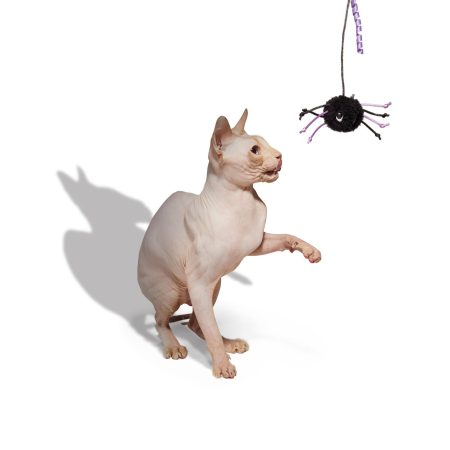 Petco Halloween Spider Cat Teaser