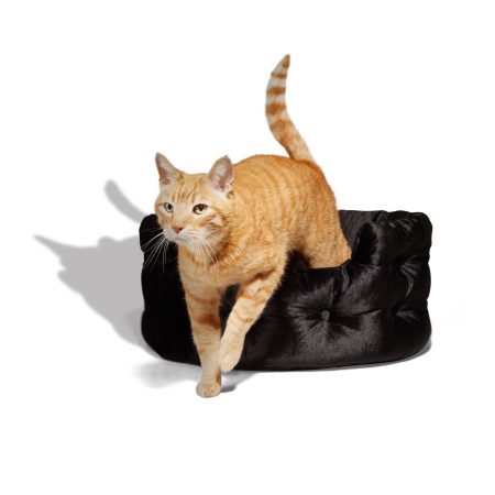 Petco Halloween Velvet Dog Bed, Black