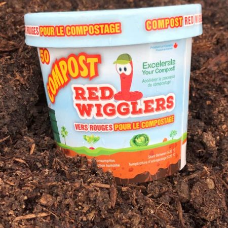 Compost Red Wiggler Live Composting Worms, 50 Count