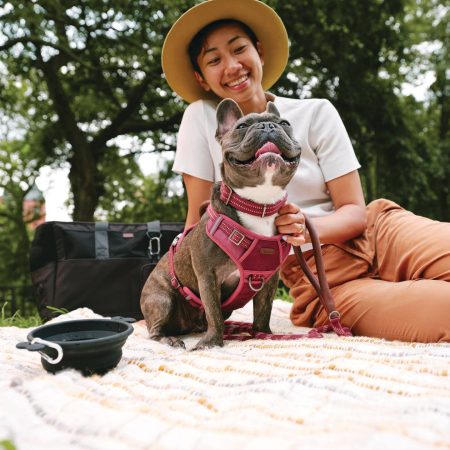 Reddy Burgundy Canvas Dog Harness