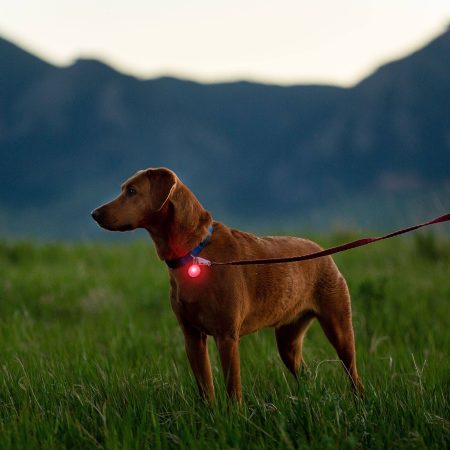 Spotlit® Rechargeable Collar Light Disc-O Tech™