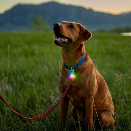 Spotlit® Rechargeable Collar Light Disc-O Tech™