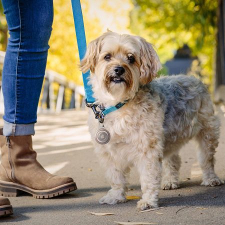 WearAbout™ Pet Clippable Tracker Holder, Smoke