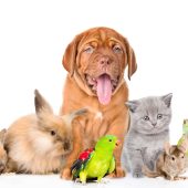 Group of pets together in front view. isolated on white background.